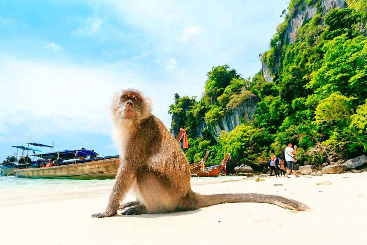 La Playa de los Monos, Koh Phi Phi Don