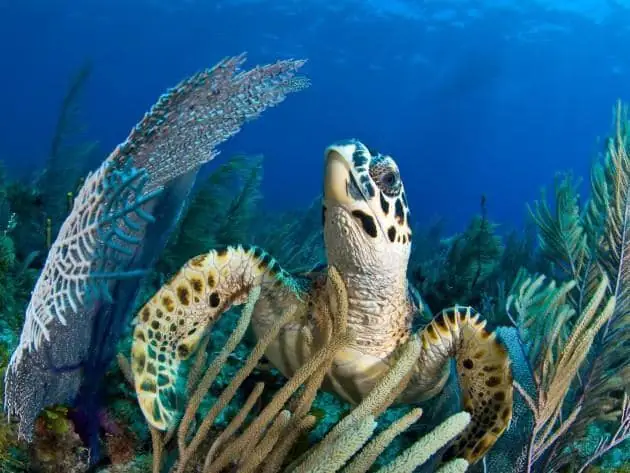 Tortugas Marinas Jardines de la Reina